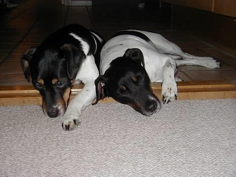 Dansk svensk gaardhund Lucky - Lucky som sover sammen med sin bror. Lucky til højre! :) billede 3