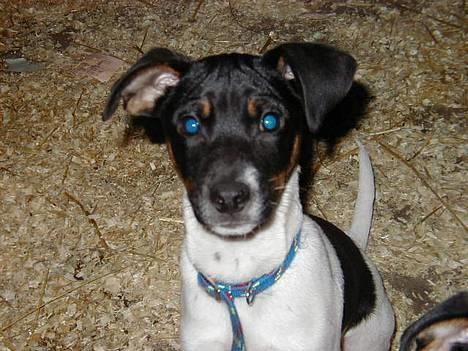 Dansk svensk gaardhund Lucky - Lucky... Hundehvalpen med de meget blå øjne :) billede 8