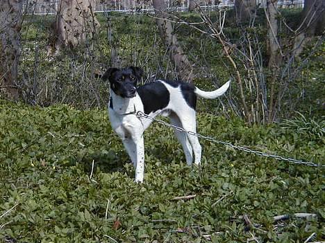 Dansk svensk gaardhund Lucky - Lucky... :) billede 9
