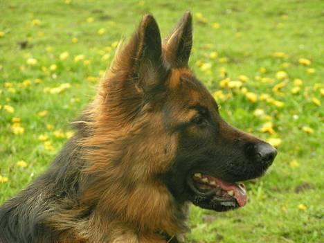 Schæferhund Ronja (2003-2010) billede 2