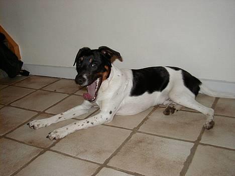 Dansk svensk gaardhund Lucky - *Gaaab* Det hårdt at være en lille hund... :) billede 10