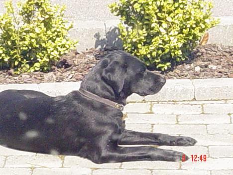 Labrador retriever Freja billede 1