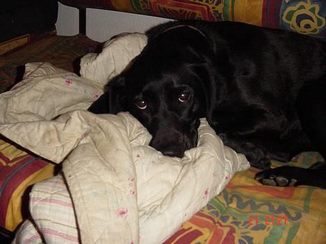 Labrador retriever Freja billede 2