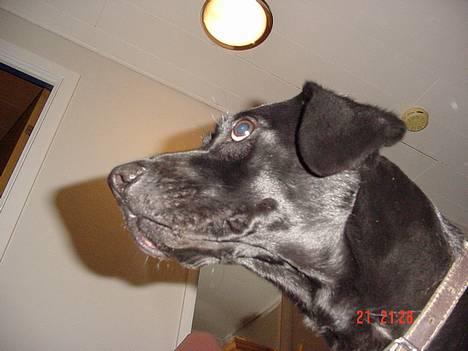 Labrador retriever Freja billede 3