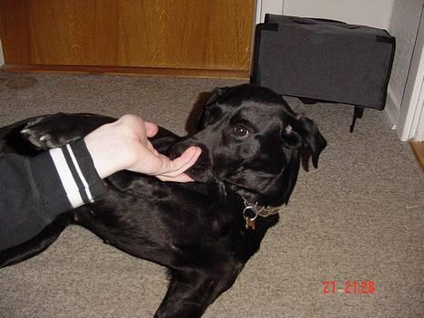 Labrador retriever Freja billede 4