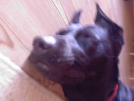 Labrador retriever Freja billede 5