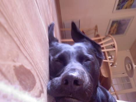 Labrador retriever Freja billede 6