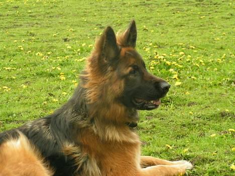 Schæferhund Ronja (2003-2010) billede 3