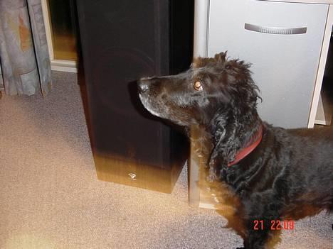 Cocker spaniel Sofus billede 1