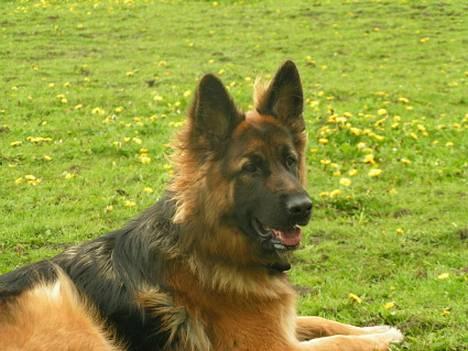 Schæferhund Ronja (2003-2010) billede 4