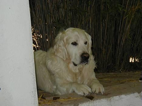 Golden retriever taz  - jeg venter da bare og ligger om ser dejlig ud !  billede 1