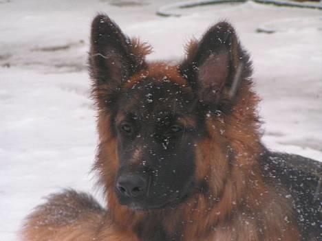 Schæferhund Ronja (2003-2010) billede 5