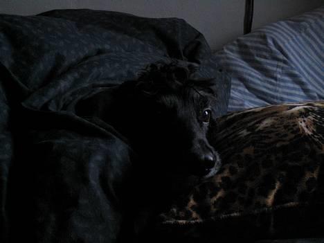 Cocker spaniel Sofus billede 2