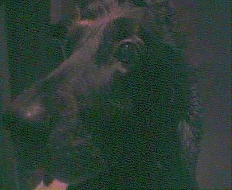 Cocker spaniel Sofus billede 3