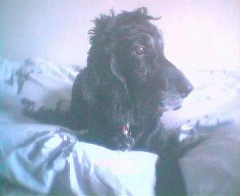 Cocker spaniel Sofus billede 4