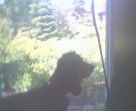 Cocker spaniel Sofus billede 5