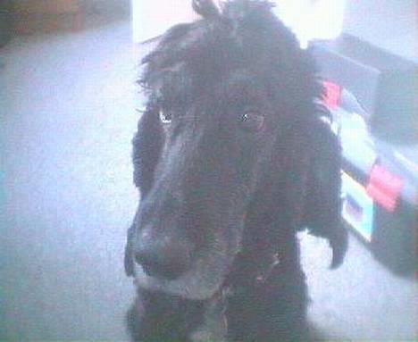 Cocker spaniel Sofus billede 6