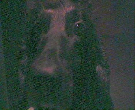 Cocker spaniel Sofus billede 7