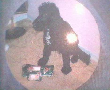 Cocker spaniel Sofus - Mine julegaver :) billede 8