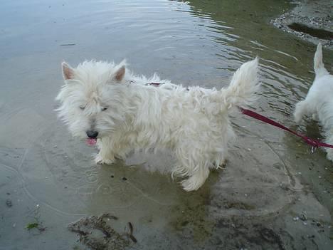 West highland white terrier rødebro´s ringo *RIP* - soppe soppe.... billede 1