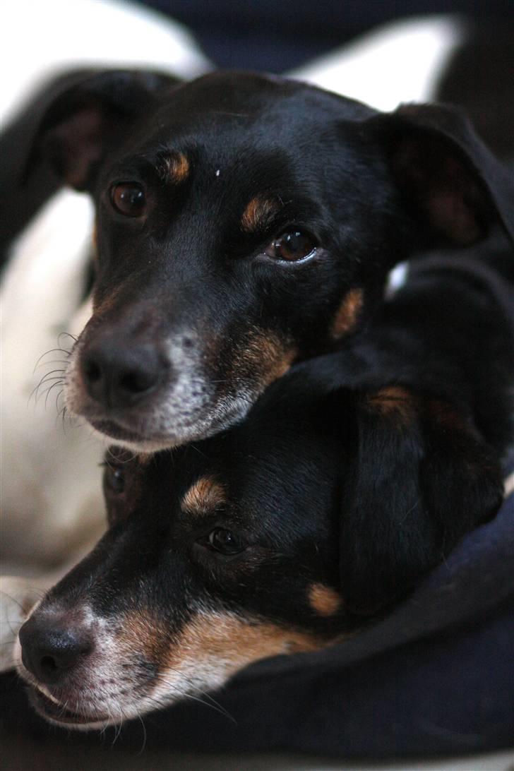 Dansk svensk gaardhund King - King og bror Lucky (øverst) får sig en middagslur i hundekurven (2010) billede 4