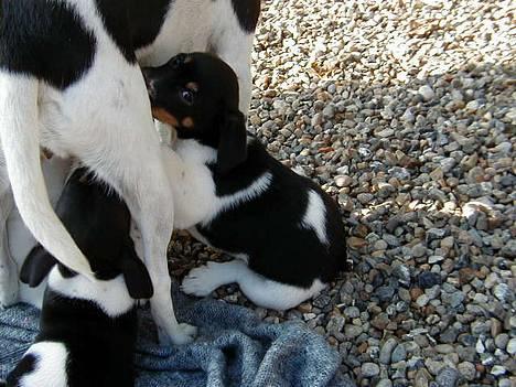 Dansk svensk gaardhund King - King som lillebitte hvalp <3 billede 7