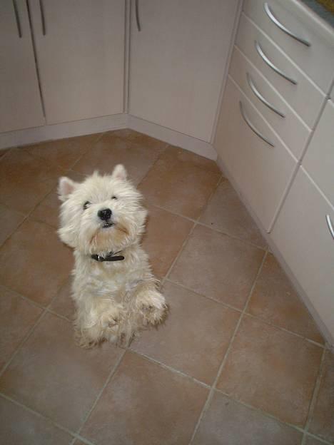 West highland white terrier rødebro´s ringo *RIP* billede 2