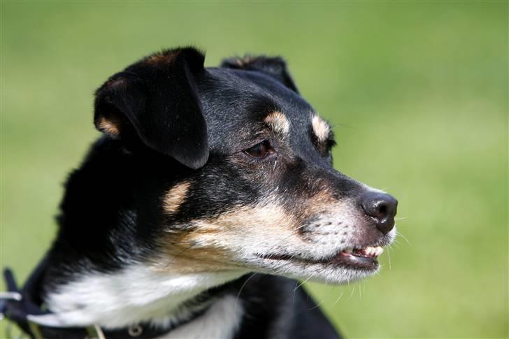 Dansk svensk gaardhund King - King i haven (9 år) billede 8