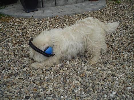 West highland white terrier rødebro´s ringo *RIP* - øv dumme mennesker høreværn.... billede 3