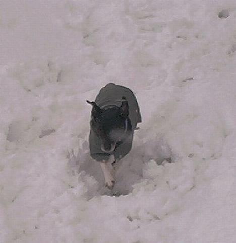 Dansk svensk gaardhund Pjevs - Død billede 1