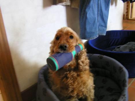 Cocker spaniel lucky  - det er så lucky når han drikker øl  billede 3