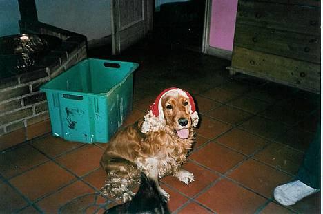 Cocker spaniel lucky  - det er så lucky hvor vi tog dette billed var det tæt på juleaften det er der for han har nissehue på  billede 4