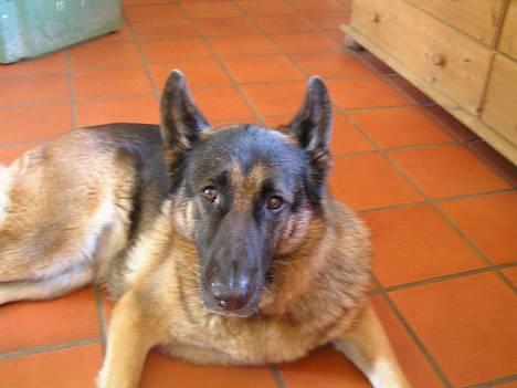 Schæferhund Freja  billede 3