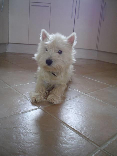 West highland white terrier rødebro´s ringo *RIP* billede 4