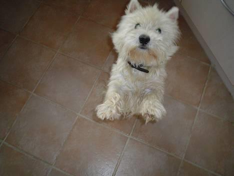 West highland white terrier rødebro´s ringo *RIP* billede 5