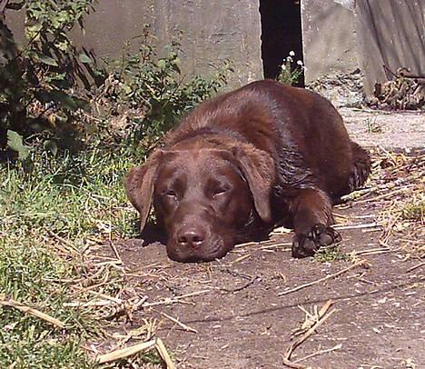 Labrador retriever Tenna - Tenna tager sig en slapper.. Et af de sjældnere øjeblikke ;D billede 3