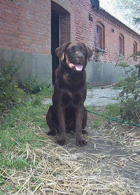 Labrador retriever Tenna - Er jeg ikk sød? billede 4