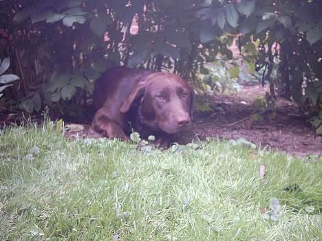 Labrador retriever Tenna - Tenna dengang hun havde ondt i benet... : ( billede 5