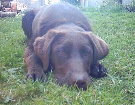 Labrador retriever Tenna - Øv, behøver du fotografere mig hele tiden?! billede 6