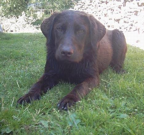 Labrador retriever Tenna - Her ligger jeg så! billede 7