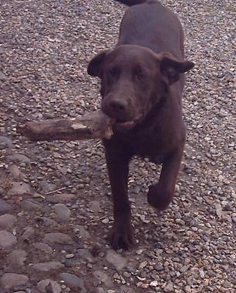 Labrador retriever Tenna - Uh - jeg er dygtig! billede 8