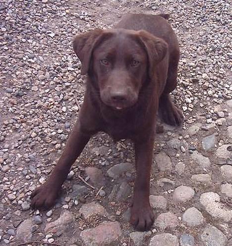 Labrador retriever Tenna - Vi skal da lege! billede 9