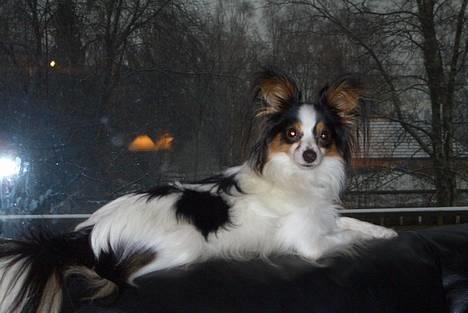 Papillon Chino - Elsker og slappe af på sofanen billede 1