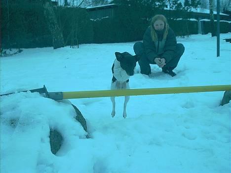 Dansk svensk gaardhund Pjevs - Død - Ja selvom man er en gammel dame kan man da godt springe lidt! hehe... Hun elsker det! Specielt hvis der også falder en lille godbid! billede 2