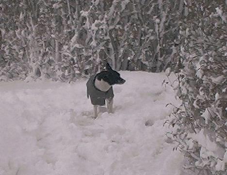 Dansk svensk gaardhund Pjevs - Død billede 3