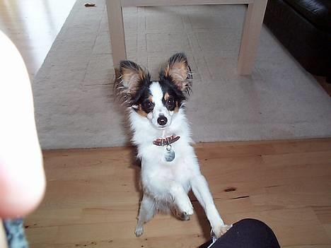 Papillon Chino - 1 år gammel billede 3