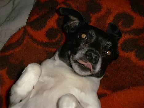 Dansk svensk gaardhund Pjevs - Død billede 5