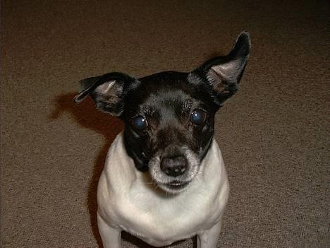 Dansk svensk gaardhund Pjevs - Død billede 6