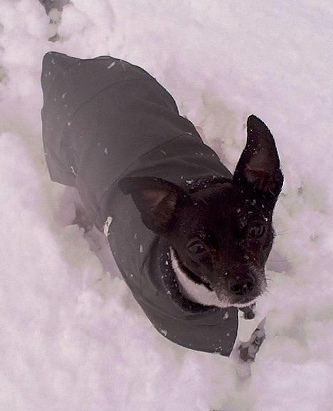 Dansk svensk gaardhund Pjevs - Død - Og pjevs med frakke på! billede 7