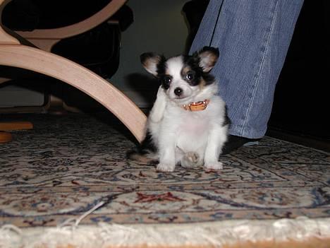 Papillon Chino - Vi har lige fået ham, og han kan ikke så godt lide hans nye halsbånd ;) billede 4